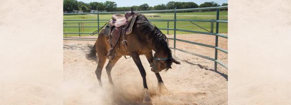 Clinton-Anderson-Presents_Change-for-Bucking-Problem