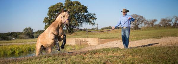 Why-Use-a-14-Foot-Lead-Rope