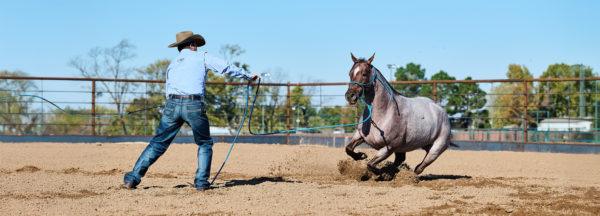 How-to-Get-Horse-to-Move-Out-Better-on-Ground