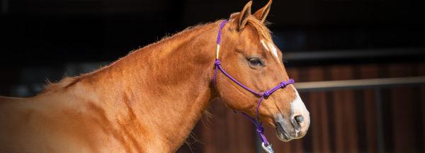 Features-of-Downunder-Horsemanship-Rope-Halter